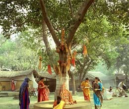 अश्वत्त्थ म्हणजे पिंपळ वृक्ष